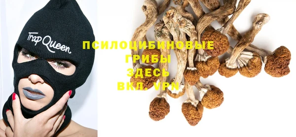 прущие грибы Алзамай